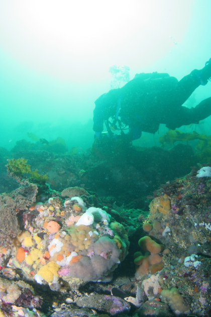 TUNICATE COLONIES AT TOP OF WALL